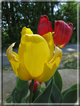 foto Fiori